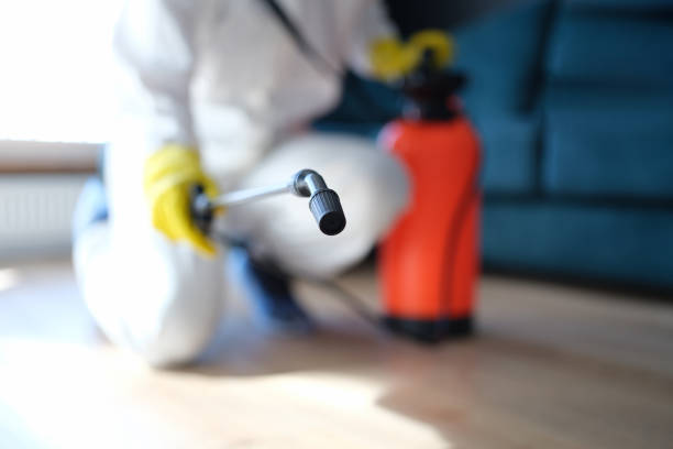 Trusted Davis, OK Mold Removal Experts