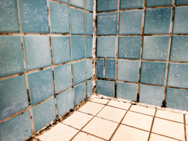Environmental Consulting for Mold Prevention in Davis, OK